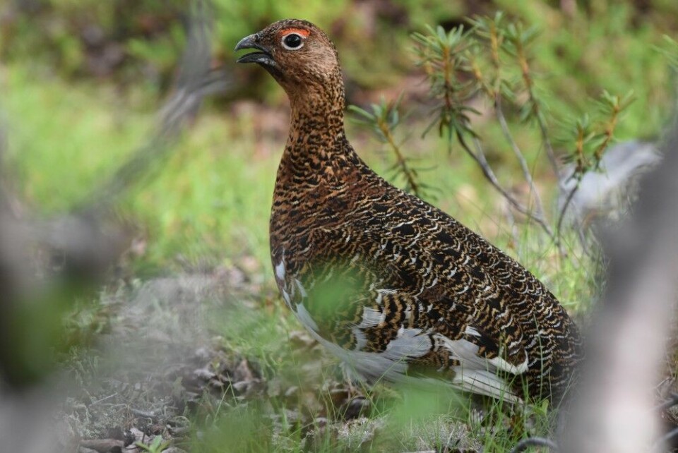 Grouse. Photo: Thomas Nilsen