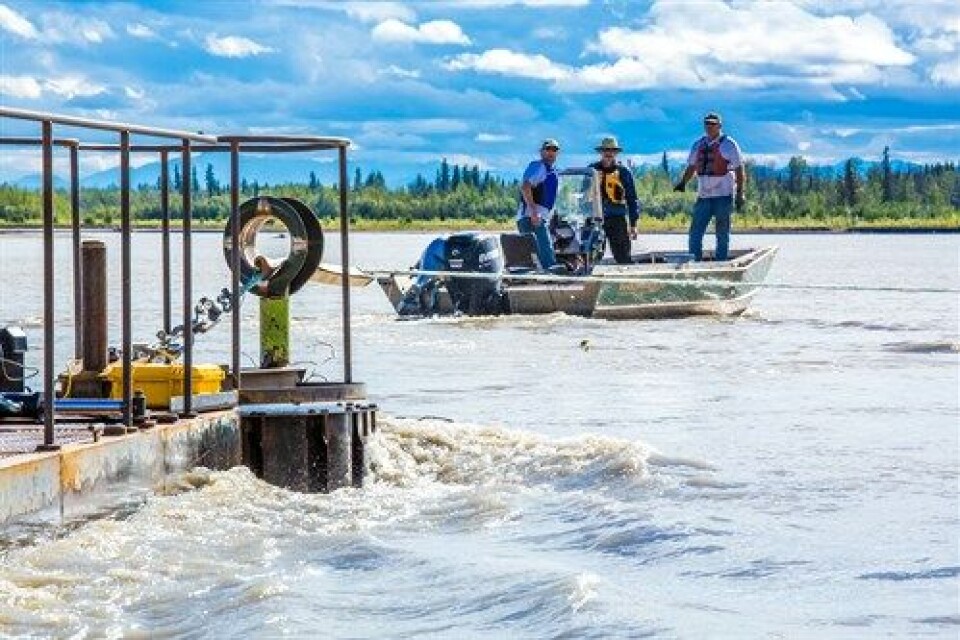 Alaska has 40% of U.S. river current energy. Hydrokinetic testing in Tanana River, Alaska. Photo: T. Paris, UAF.