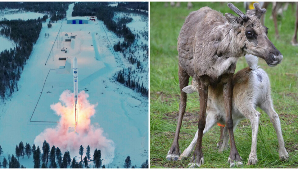 Sámi villages in Arctic municipality Kiruna, Sweden, raise concerns about future orbital satellite launches from the newly opened Esrange Spaceport site. The Saarivuoma village also opposes the plans of building landing platforms on their land for the purpose of testing rocket technology. Photo: SSC/Luontoon.fi