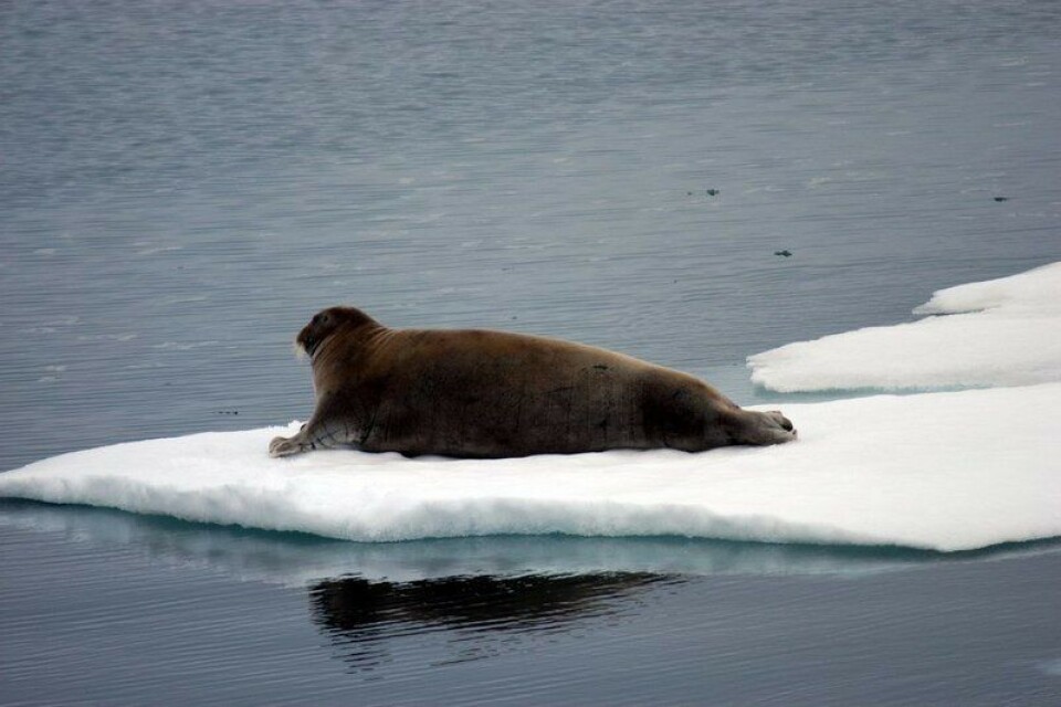 A seal on the ice in the Arctic. Photo: Thomas Nilsen