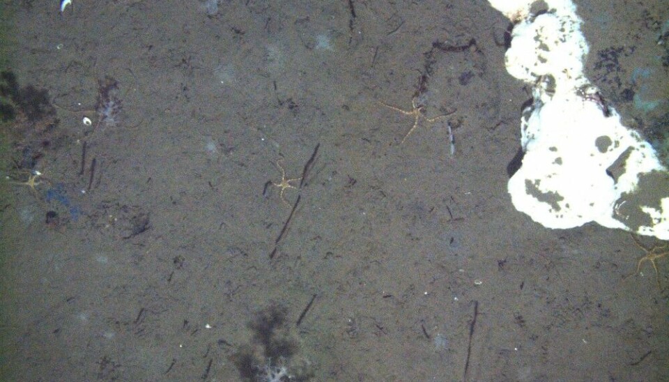 Донные организмы извлекают углерод из окружающей воды для своего роста. Одно из 947 изображений, сделанных в рамках исследования.