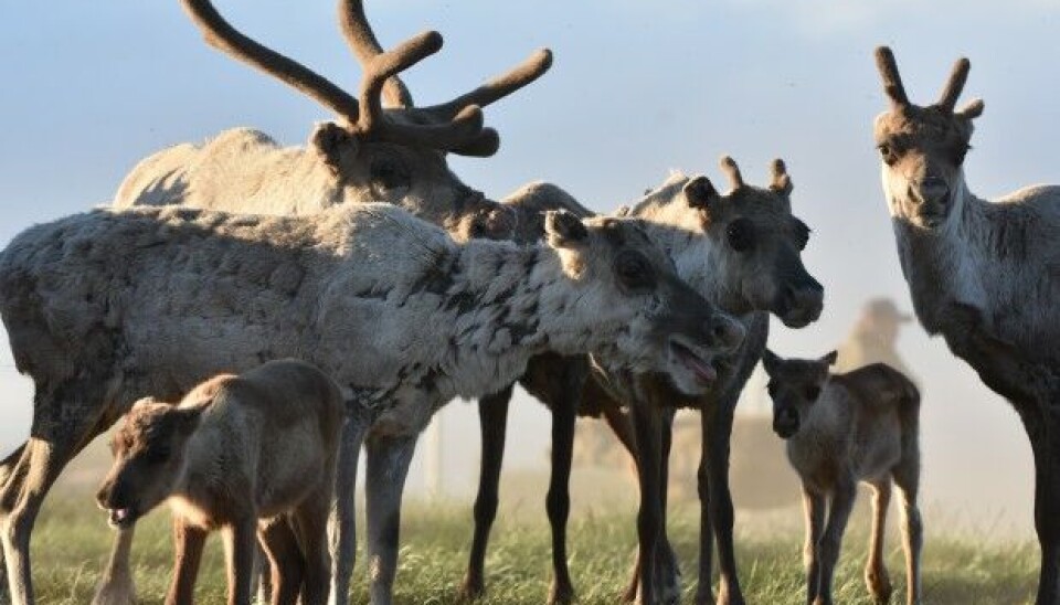 Esrange’s planned landing platforms on Saarivuoma land will lead to loss of winter pasture for the reindeers, and the noise from rocket launches disturb them, states the repport issued by the Sámi village. Photo: Thomas Nilsen