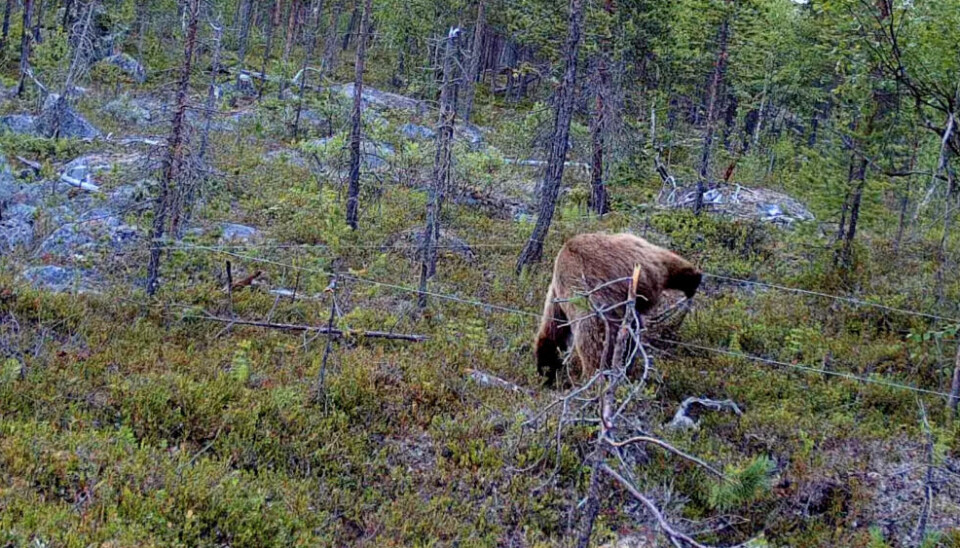 The bear walks over the barbed wire set up by the researchers. Photo: NIBIO