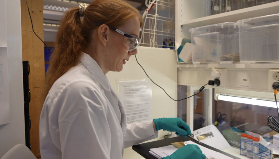 NIBIO researcher Ida Fløystad extracting bear’s DNA. Photo: Elizaveta Vereykina