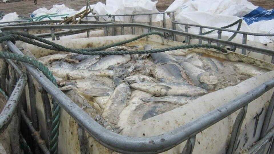 Murmansk is about to loose its aquaculture industry. Photo: Bloger51.ru
