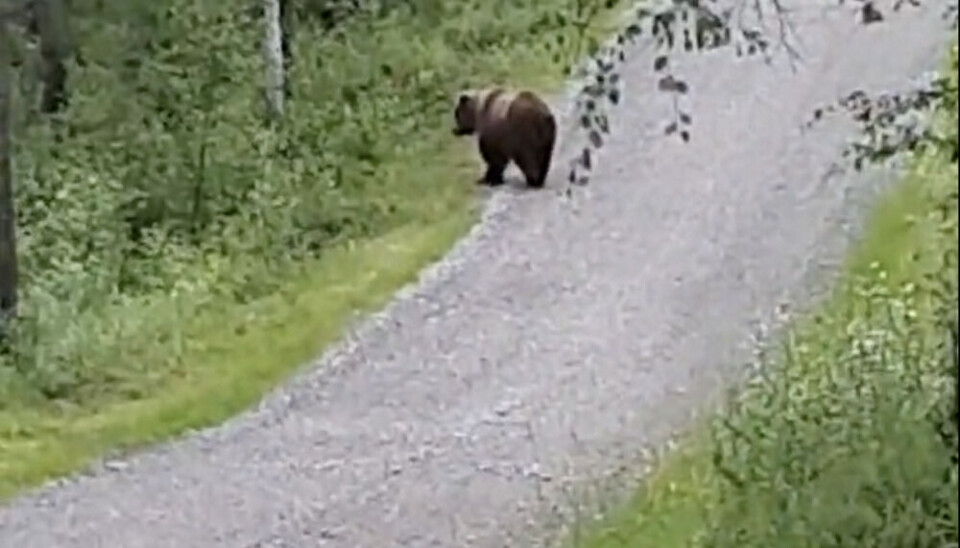 Pasvik resident Runar Kjær filmed this brown bear on his phone.