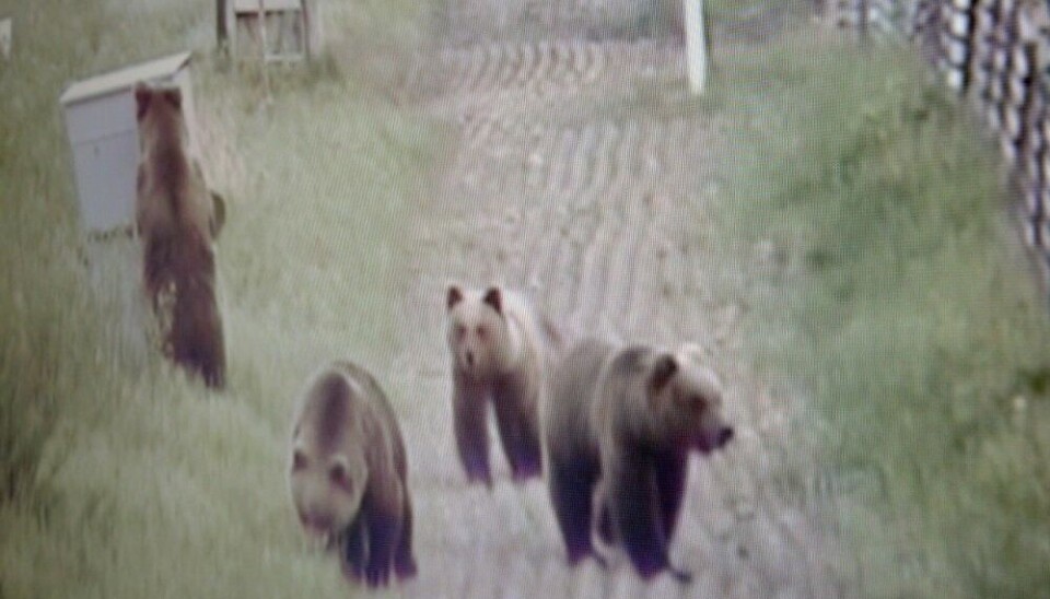 Brown bear family on the Russian side of the Arctic border filmed by FSB. Photo of the video: Thomas Nilsen