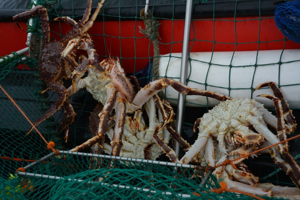 On the Norwegian side of the border, also locals can catch a certain number of king crabs per year. Photo: Atle Staalesen