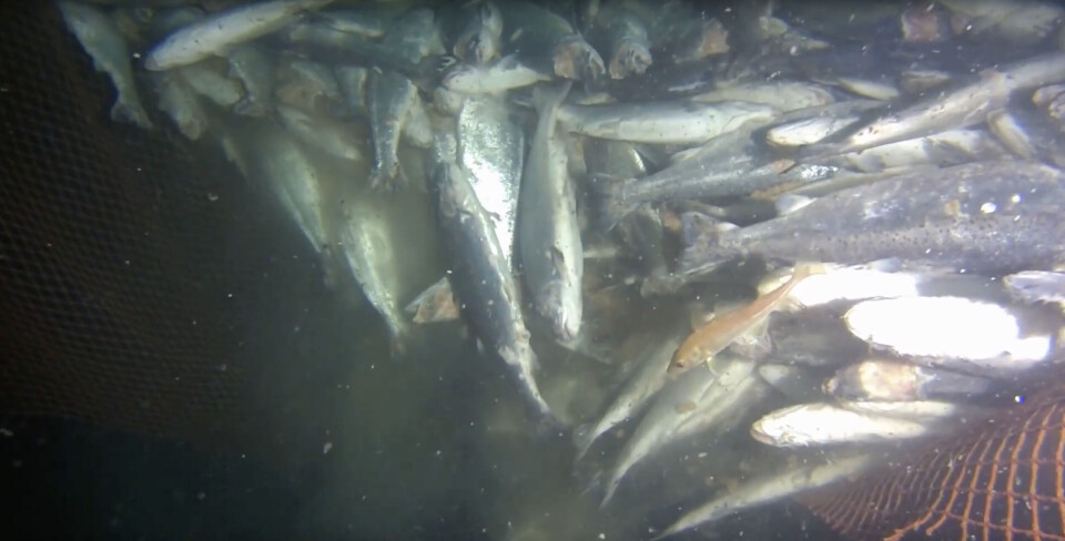 Screenshot from video posted at YouTube