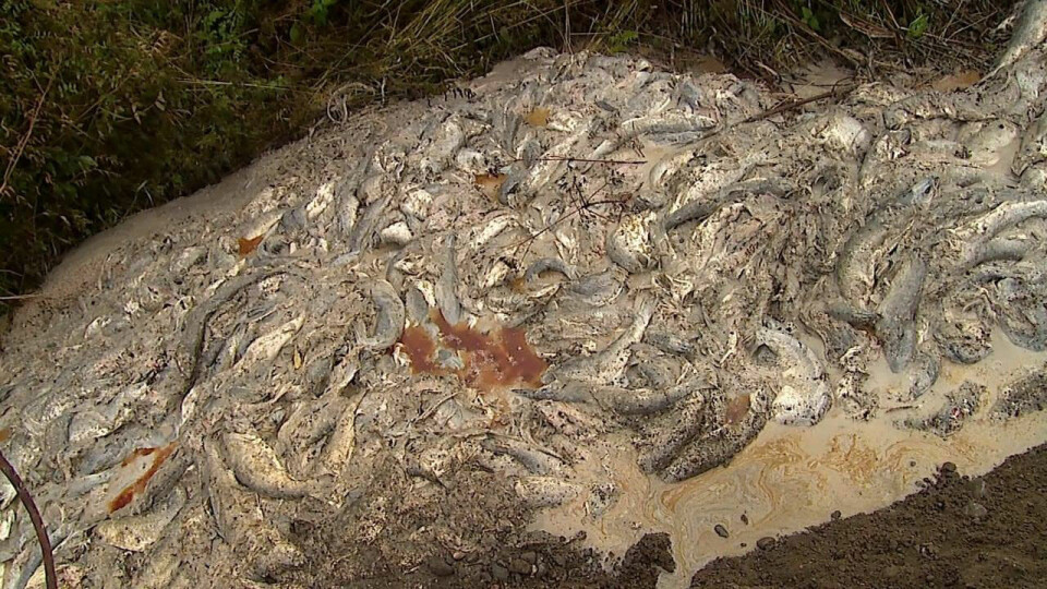 Landfill with dead salmon near Molochny, Murmansk Oblast. Photo: Bloger51.ru