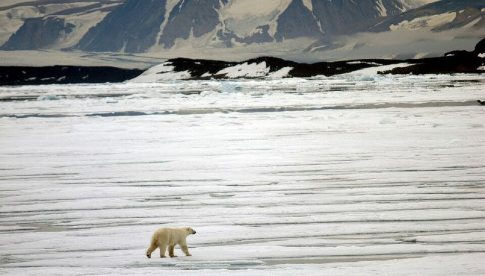 Researchers say there’s more to learn about sea ice loss and its development on polar bear populations around the world. Photo: Thomas Nilsen