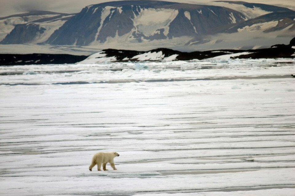 A Polar bear walks on the sea ice in Hinlopenstredet. Photo: Thomas Nilsen