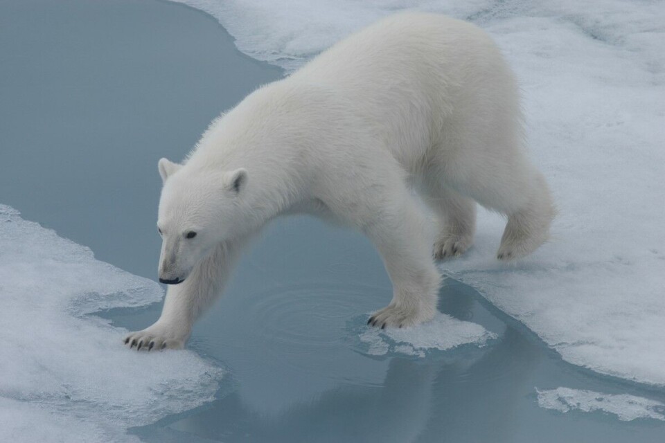 Polar bear walking the ice in the Arctic. Photo: Thomas Nilsen