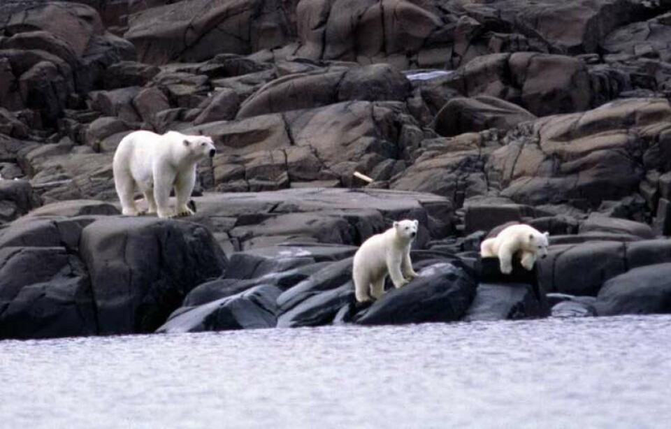 Polar bear with cubs on climbing the rocks on hunt for eggs and birds here at Nordaustlandet at Svalbard. Photo: Thomas Nilsen