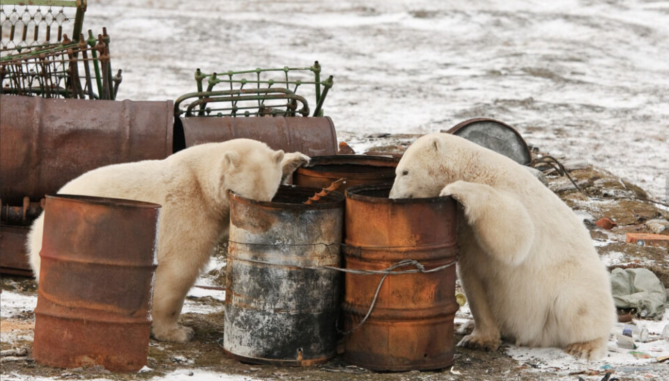 The pollution in the Arctic impacts flora and fauna. Photo: rgo.ru