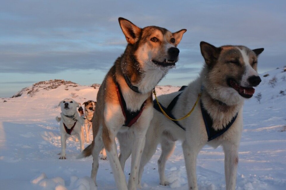 Finnmarksløpet is 1,200 km. Photo: Thomas Nilsen