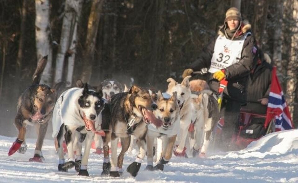 Joar Leifseth Ulsom from Mo i Rana in Northern Norway is the 46th Iditarod winner. Photo: Wikimedia Commons