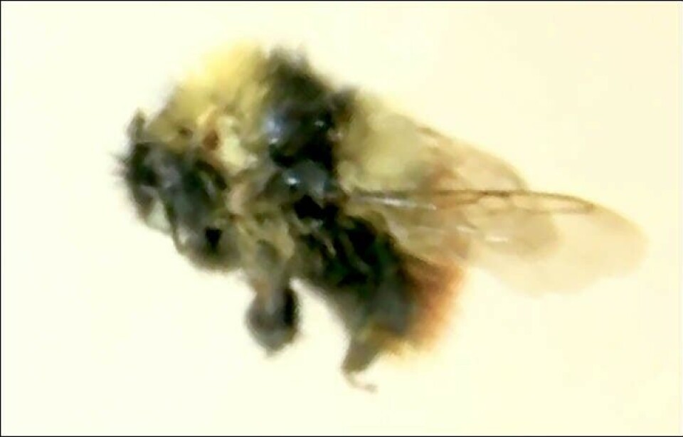 The Bombus glacialis, or Glacier bumblebee, is discovered at Russia's remote Arctic Island of Wrangel. Photo: Federal Center for Integrated Arctic Research
