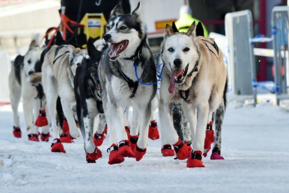 Dogs running in to Kirkenes, halfway in the 1,200 km race across the Finnmark plateau. Photo: Thomas Nilsen