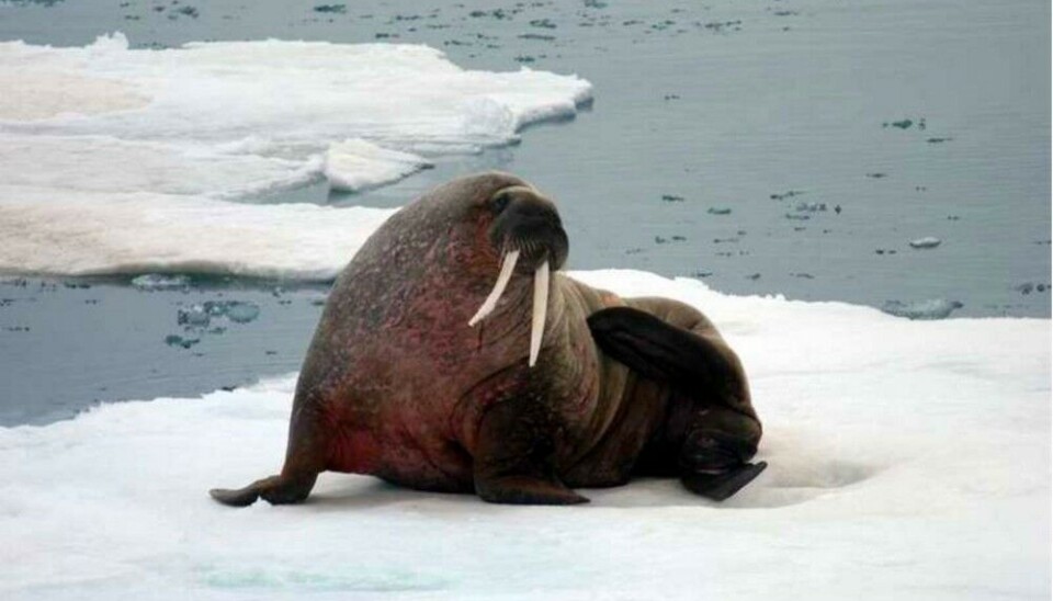 The first case of walrus dying from bird flu was detected on Svalbard. Photo: Thomas Nilsen
