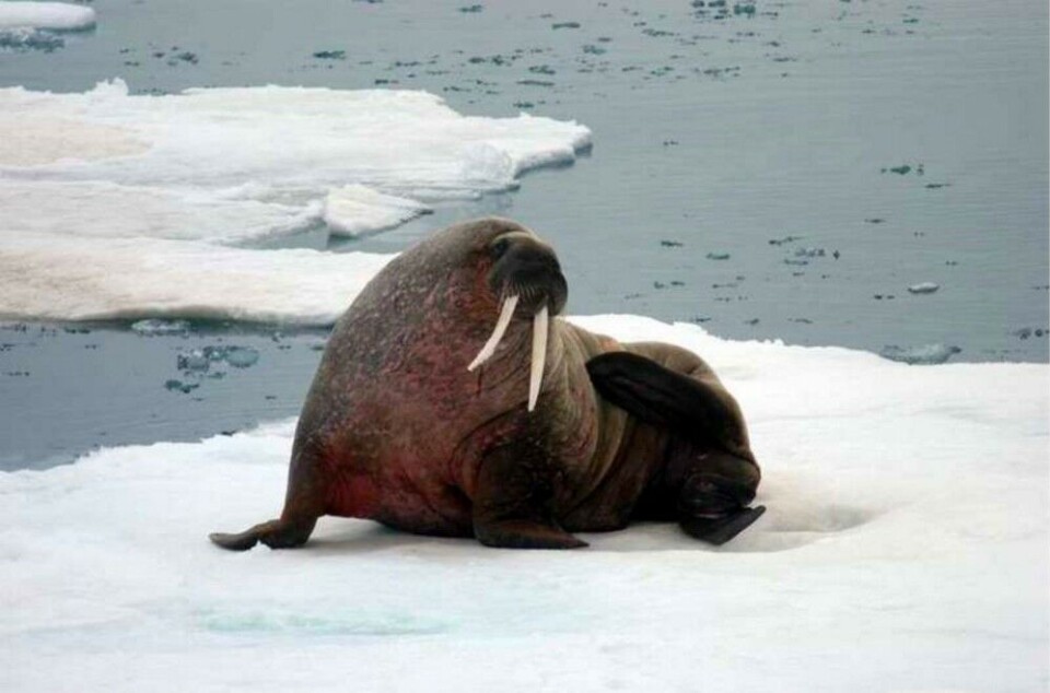 Walrus. Photo: Thomas Nilsen