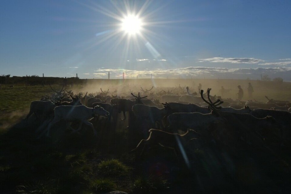 Reindeer don't like extreme heat waves like now seen under the Midnight Sun. Photo: Thomas Nilsen