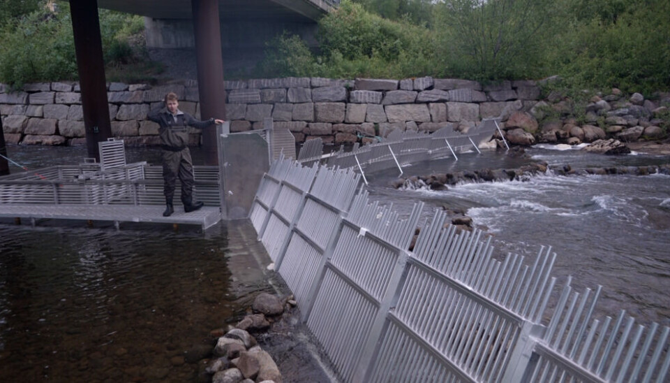 Knut-Harald Reite, the trap’s operator standing on the site of the anti-Pink salmon trap in the arctic Munkelva River. Photo: Elizaveta Vereykina