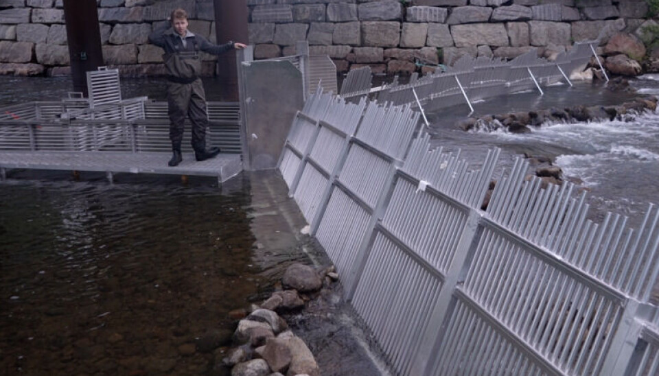 Anti-pink salmon trap in the Munkelva River.