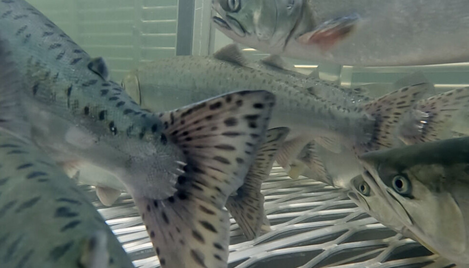 Pink salmon and Atlantic salmon cought in the trap. Photo: Elizaveta Vereykina
