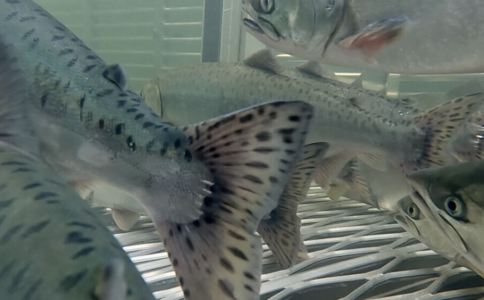 Pink salmon along with the Atlantic salmon caught in the trap in the north of Norway.