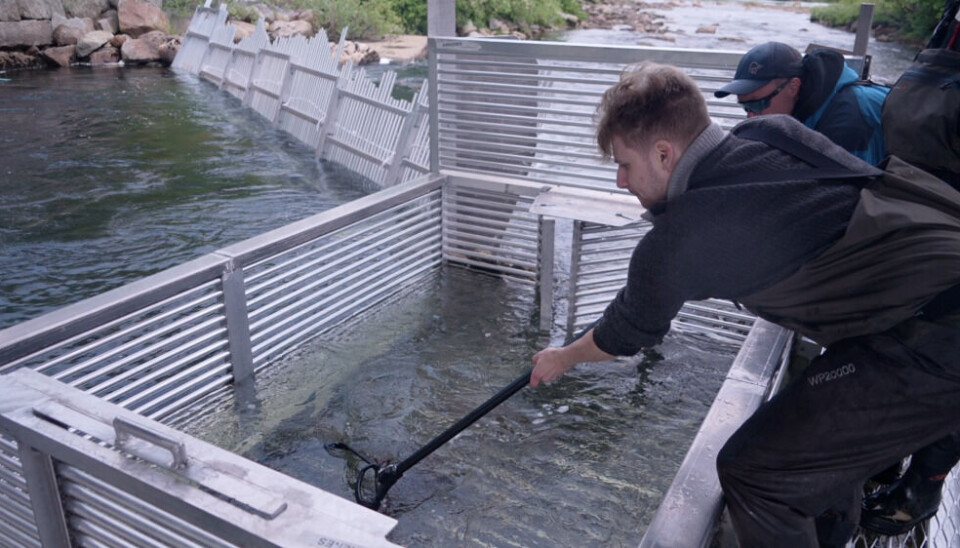 Fishermen catch Pink salmon with nets. The fish will be cooked for dinner later. But the gates will be open for Atlantic salmon to swim further upstream.Photo: Elizaveta Vereykina