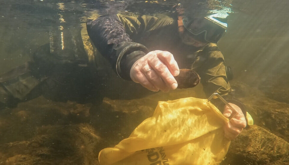 The NIBIO scientist, Paul Eric Aspholm, dives to gather mussels from the Karpelva River in order to prepare the ground for Pink salmon trap. Photo: Elizaveta Vereykina