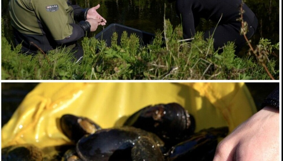 NIBIO scientist Paul Eric Aspholm and his assistant David Kniha counting mussels. Afterward they release them few meters away. Photo: Elizaveta Vereykina