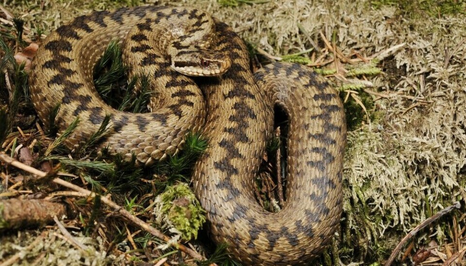A common European adder has been seen above the Arctic circle. Photo: Wikipedia/Benny Trapp