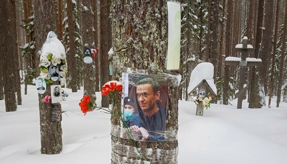 A photograph of Aleksei Navalny in Sandarmokh, Karelia, where thousands were murdered and buried during Stalin’s purges. Photo: Telegram channel 'Karelia and I'