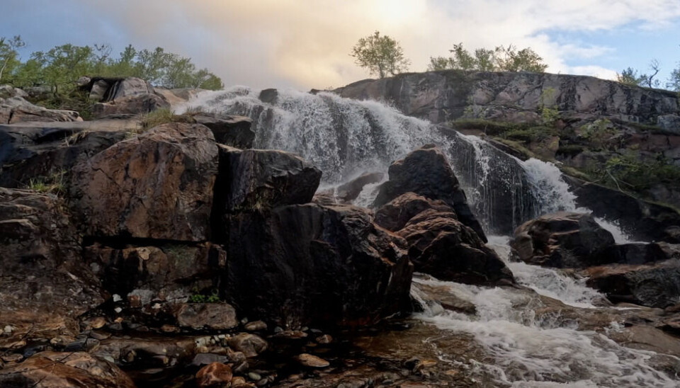 Rotting carcasses of the Pink salmon pollute the magnificent and initially very clean rivers in the north of Norway. Photo: Elizaveta Vereykina