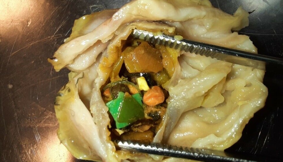 A bird’s stomach is full of microplastics. Photo: France Collard / Norsk Polarinstitutt