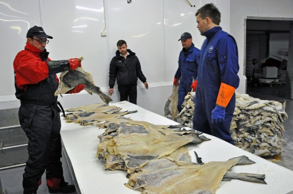 Testing of clipfish before export. Scientists advice to cut cod quotas for next year. Photo: Trude Pettersen