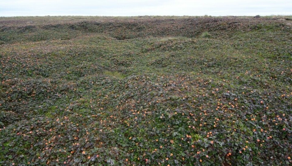 Nearly 90 percent of the so-called industrial berries collected from Finnish forests are picked by Thai berry pickers. Photo: Thomas Nilsen