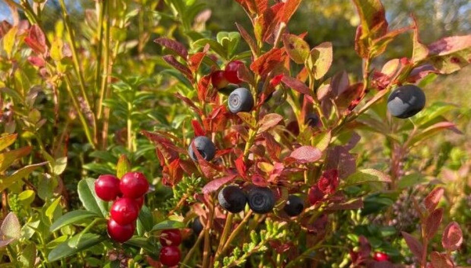 Thai berry pickers told of 14-18 hour long working days. Photo: Thomas Nilsen