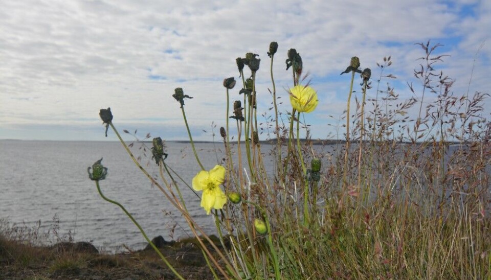 On the shore of the Kara Sea, in the Russian port town of Dikson - the world's northernmost town on the mainland. Photo: Thomas Nilsen