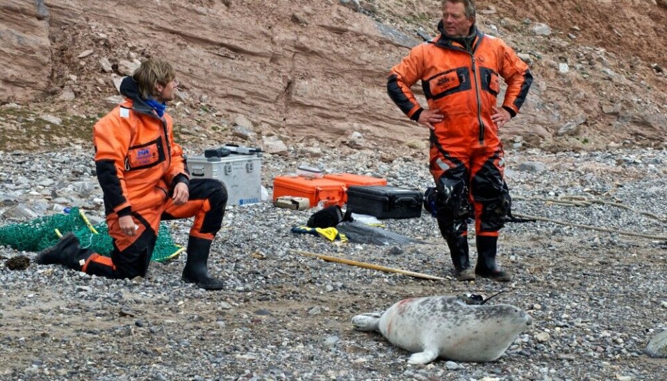 Christian Lydersen (on the right), senior scientist at the Norwegian Polar Institute, during fieldwork. Photo: Kit M. Kovacs / Norwegian Polar Institute