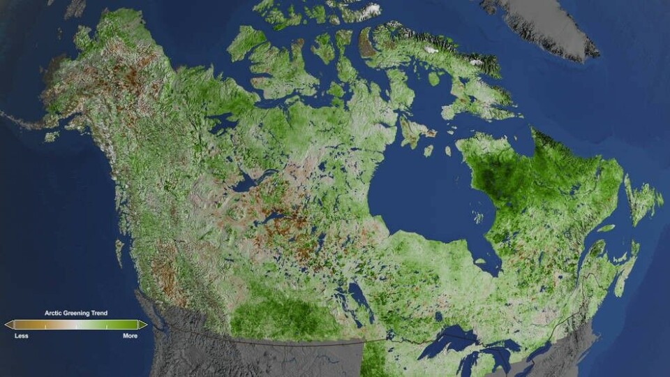 Использовав данные, собранные спутниками Landsat за 29 лет наблюдений, исследователи НАСА обнаружили значительное озеленение на Аляске и в Канаде. (Cindy Starr / NASA’s Goddard Space Flight Center)