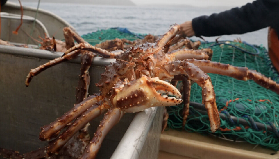 King crab caught in the Barents Sea. Photo: Elizaveta Vereykina