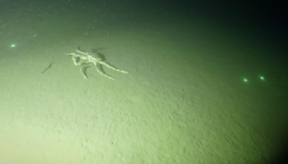 King crab at the bottom of the Barents Sea. Photo: Elizaveta Vereykina