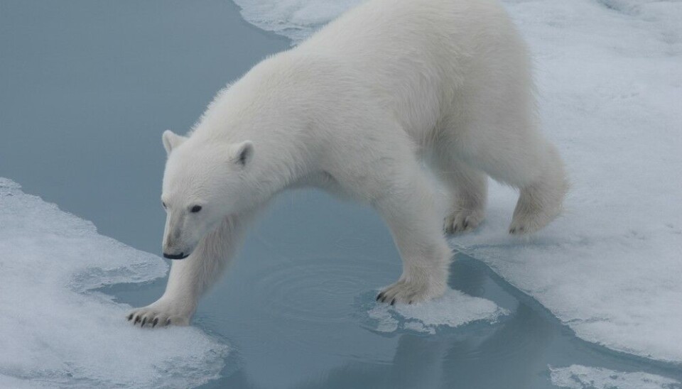 Bird flu could be dangerous for polar bears on Svalbard. Photo: Thomas Nilsen