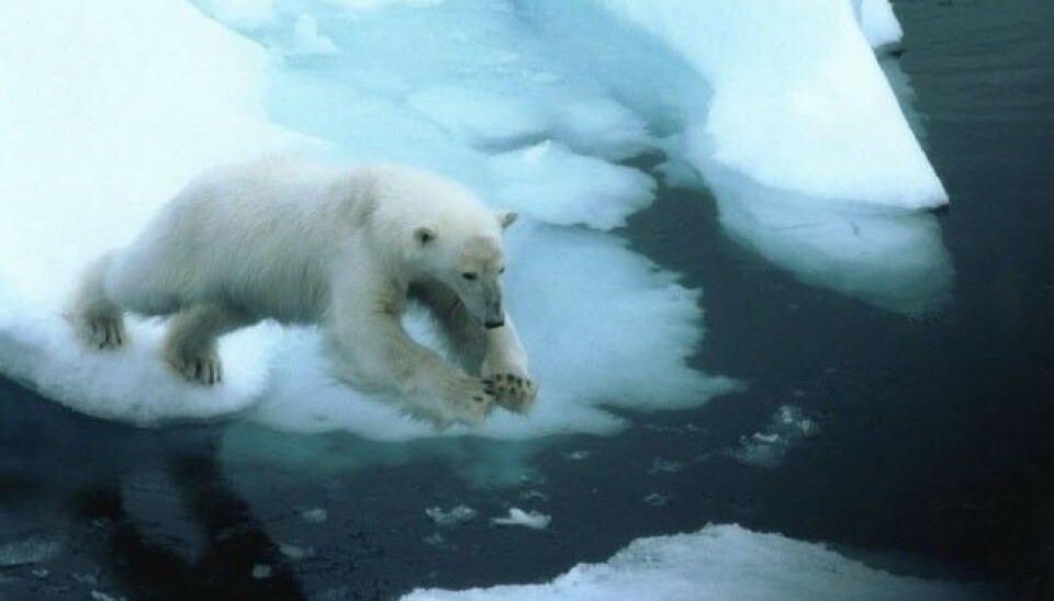 The Governor of Svalbard gives priority to the needs of polar bears over the wish by the producers of Mission: Impossible to fly helicopter when filming. Photo: Thomas Nilsen