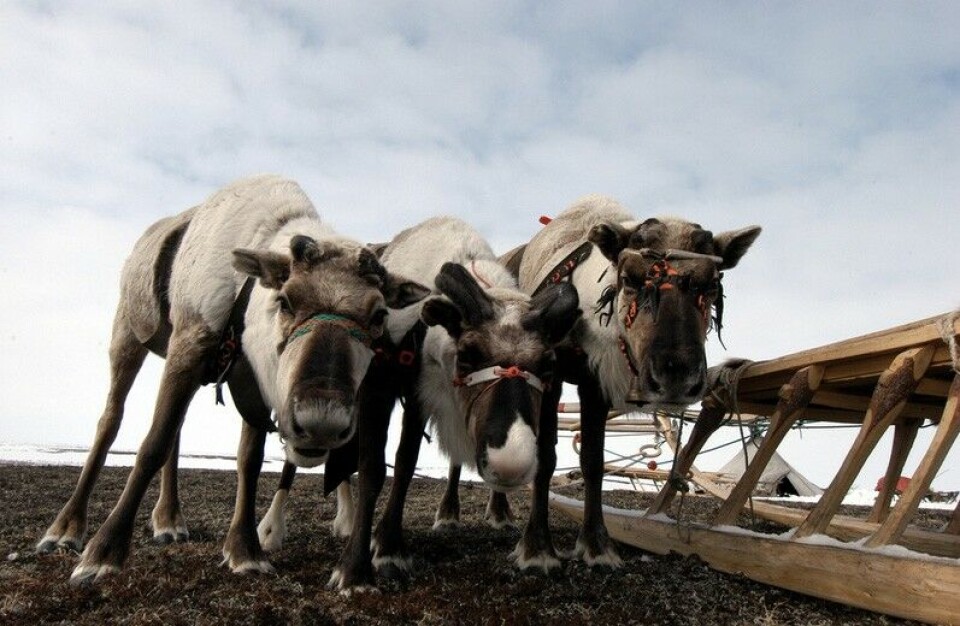 The Kolguyev reindeers are believed to have starved to death en-masse. Photo: Thomas Nilsen