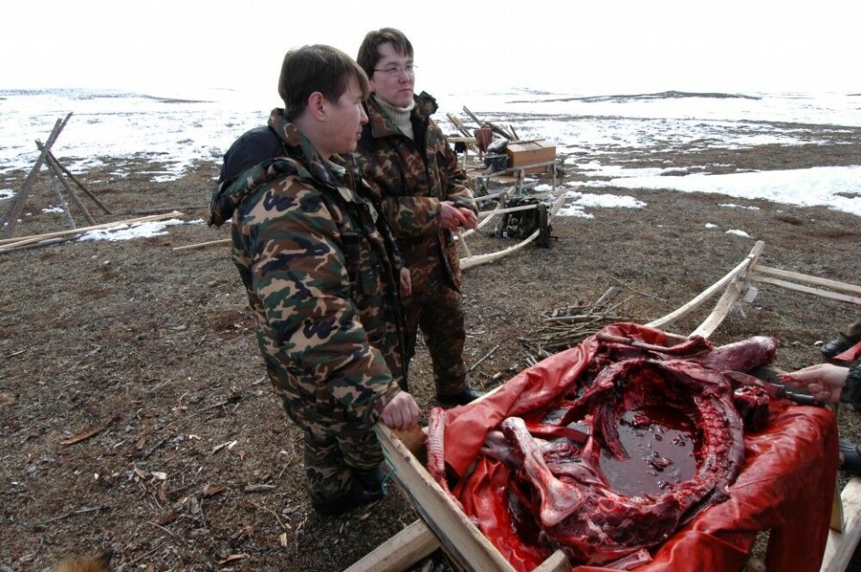 The indigenous peoples of the Russian north do not only eat the meat of the reindeer, but have other parts of the animal as well as an important part of their traditional food. Photo: Thomas Nilsen