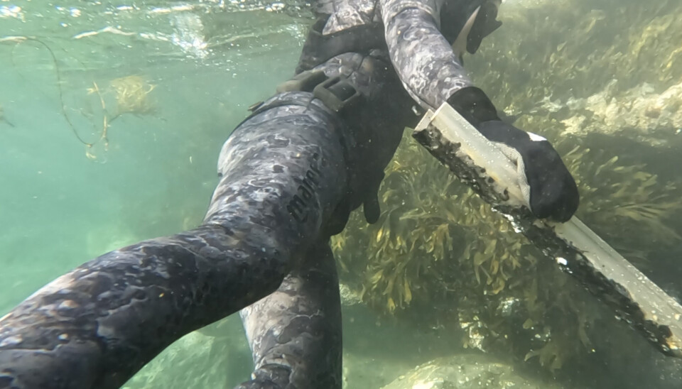 After this Tromsø clean-up there are now a few hundred plastic pieces less in the ocean. Photo: Lena Winter
